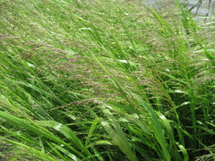 Glyceria spiculosa