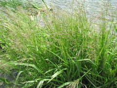 Glyceria spiculosa
