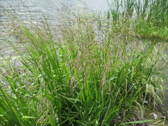 Glyceria spiculosa