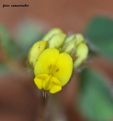 Medicago coronata