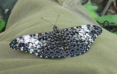 Hamadryas fornax