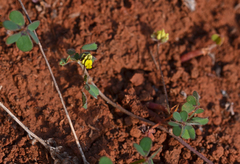 Medicago coronata