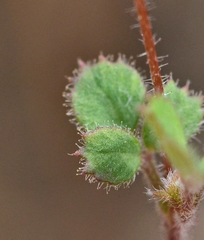 Medicago coronata