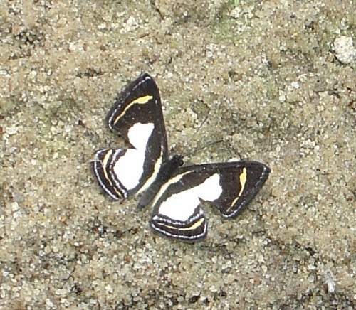 Hewitson's Pigmy