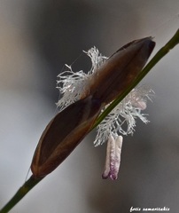 Melica rectiflora