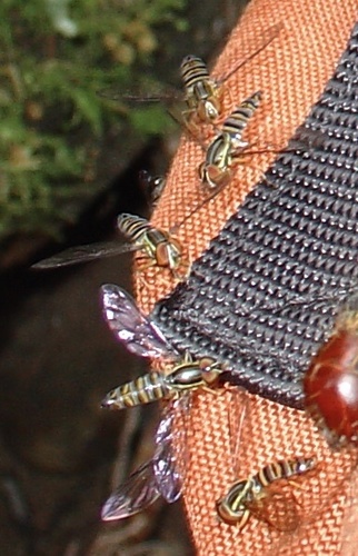 Toxomerus saphiridiceps