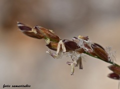Melica rectiflora