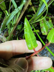 Persicaria dichotoma