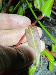 Persicaria dichotoma