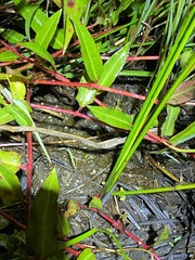 Persicaria dichotoma