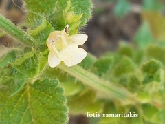 Melissa officinalis altissima