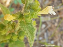Melissa officinalis altissima