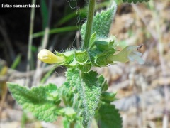 Melissa officinalis altissima