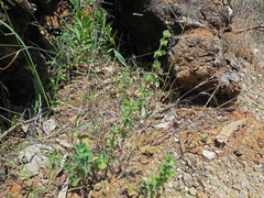 Melissa officinalis altissima