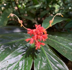 Globba atrosanguinea