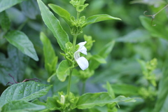 Poikilacanthus glandulosus