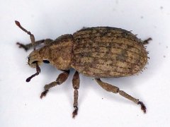 Romualdius scaber