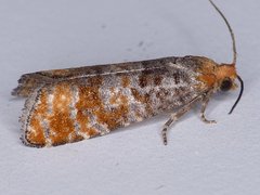 Retinia pallipennis