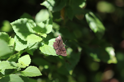 Antigonus liborius