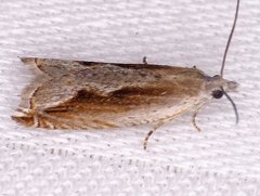 Ancylis diminuatana