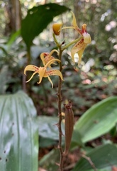 Plocoglottis plicata