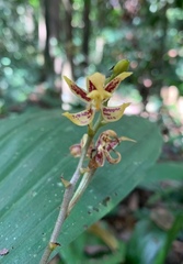 Plocoglottis plicata