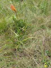 Kniphofia linearifolia