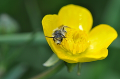 Andrena florivaga