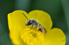 Andrena florivaga