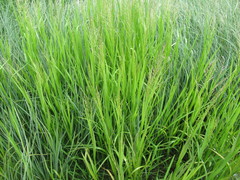 Glyceria arundinacea