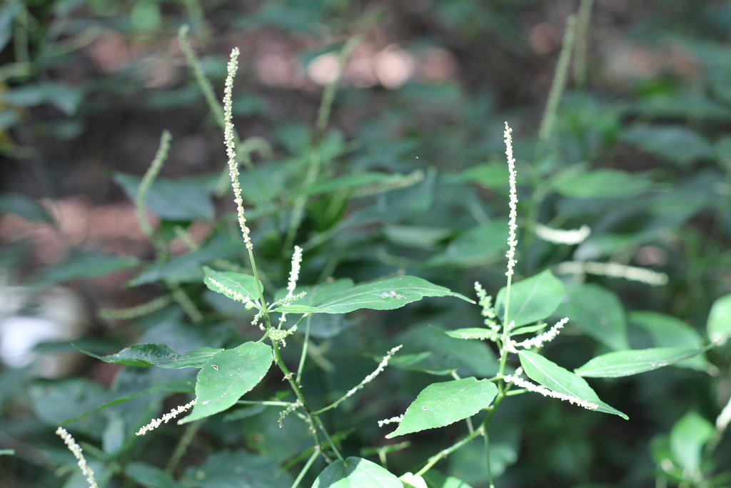 Acalypha gracilis