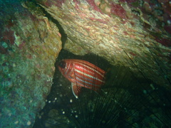 Sargocentron rubrum