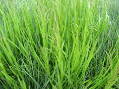 Glyceria arundinacea