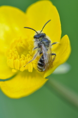 Andrena florivaga