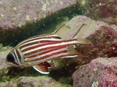 Sargocentron rubrum