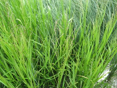 Glyceria arundinacea