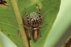 Opisthoncus alborufescens