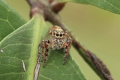 Opisthoncus alborufescens