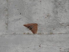 Lepidoptera