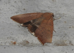 Lepidoptera