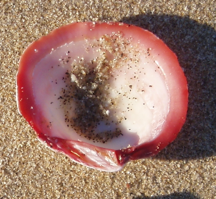 Codakia distinguenda