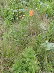 Kniphofia linearifolia
