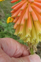 Kniphofia linearifolia