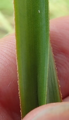 Kniphofia linearifolia