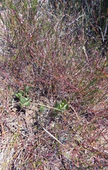 Adromischus caryophyllaceus