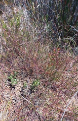 Adromischus caryophyllaceus