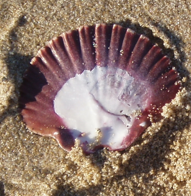 San Diego Scallop