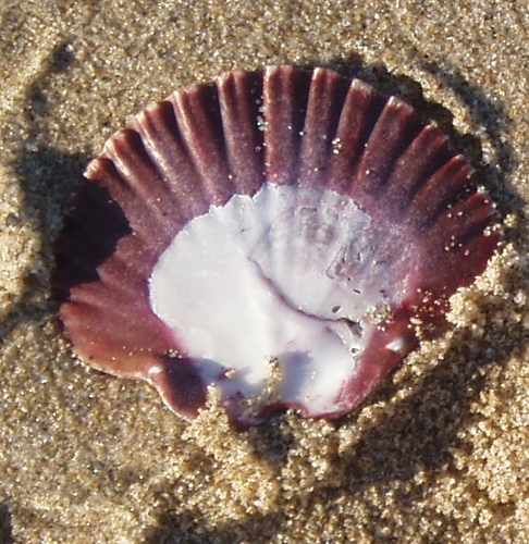 San Diego Scallop