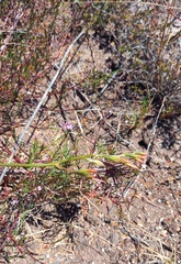 Adromischus caryophyllaceus
