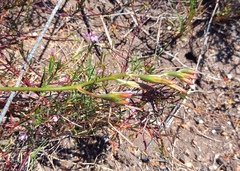 Adromischus caryophyllaceus